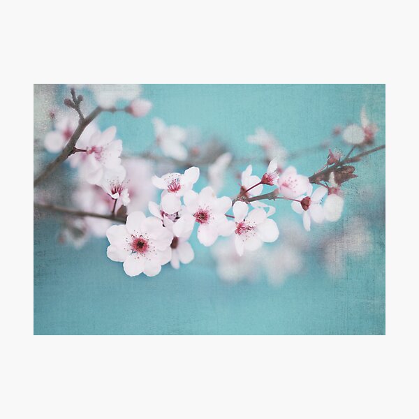 Blossoms on Blue Photographic Print