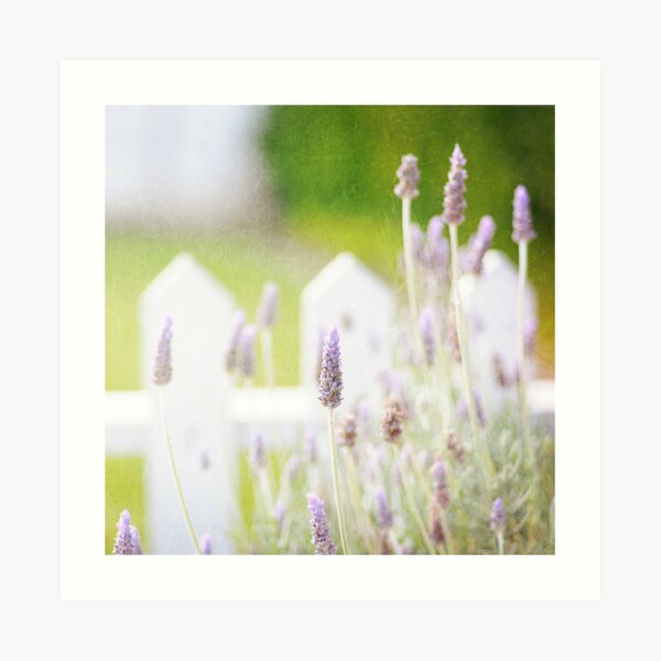 Lavender Art Print