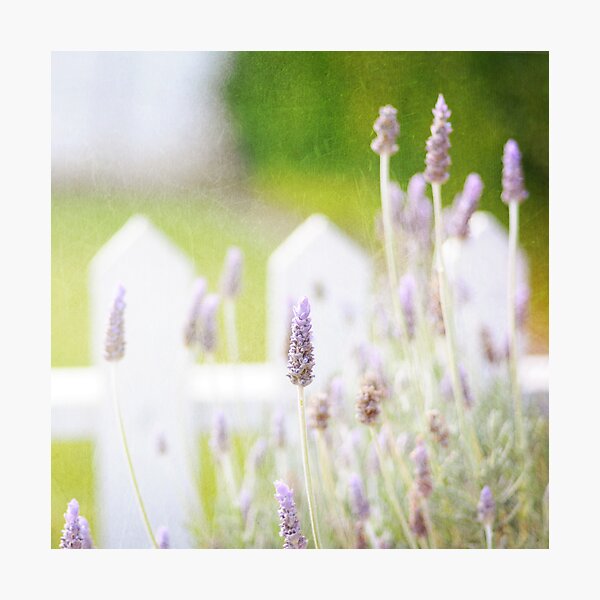 Item preview, Lavender designed and sold by shanarae.