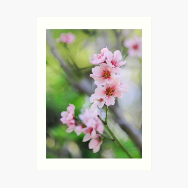 Peach Blossoms Art Print