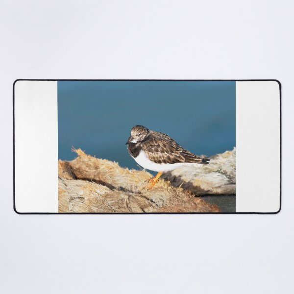 Item preview, Turnstone at the Harbour designed and sold by Dorset Girl.