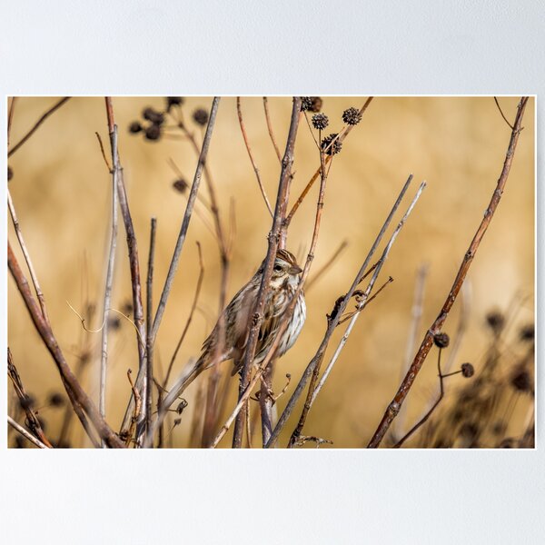 Item preview, Sparrow Blending In With Its Winter Habitat designed and sold by Debra Martz.