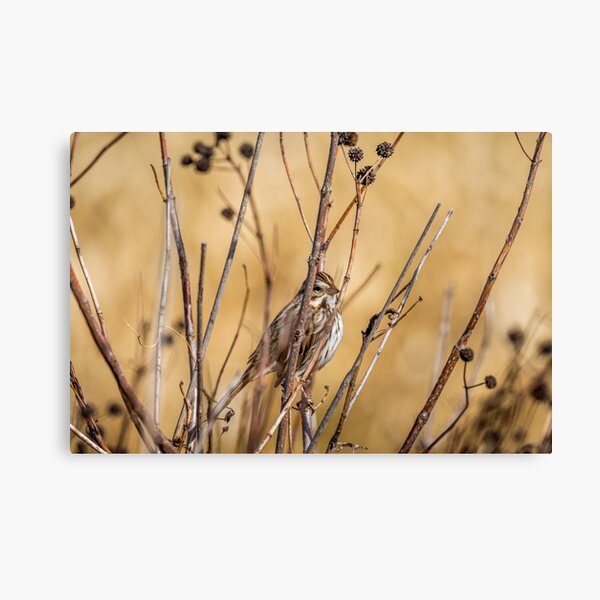 Item preview, Sparrow Blending In With Its Winter Habitat designed and sold by Debra Martz.