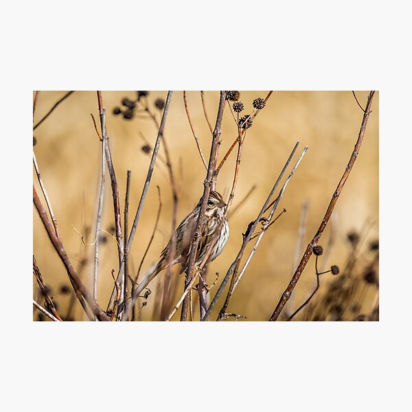 Item preview, Sparrow Blending In With Its Winter Habitat designed and sold by Debra Martz.