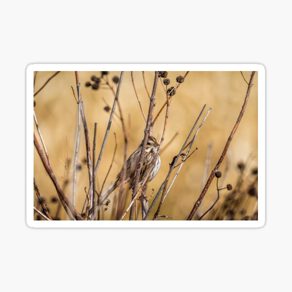 Item preview, Sparrow Blending In With Its Winter Habitat designed and sold by Debra Martz.