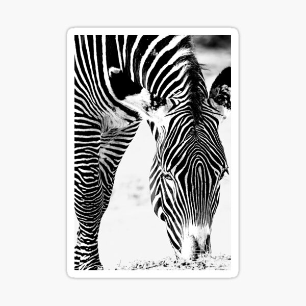 Wildlife: Grevy's Zebra Sticker