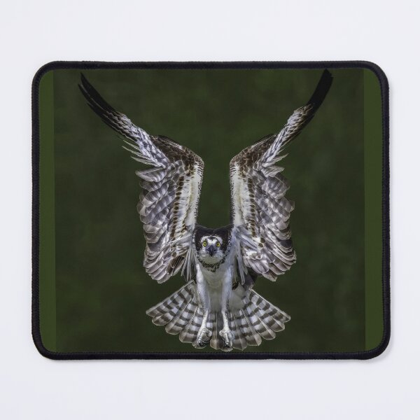 Item preview, Osprey in Flight designed and sold by JillLind47.