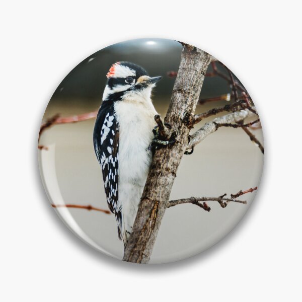 Item preview, Downy Woodpecker With a Tight Grip designed and sold by Debra Martz.