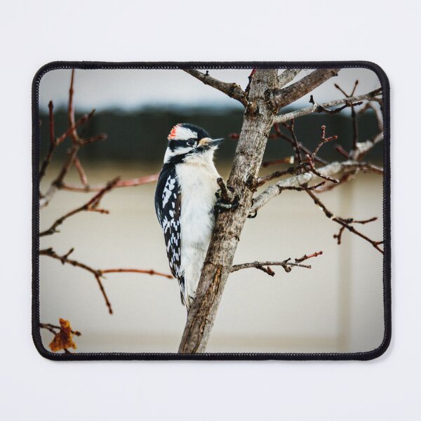 Item preview, Downy Woodpecker With a Tight Grip designed and sold by Debra Martz.