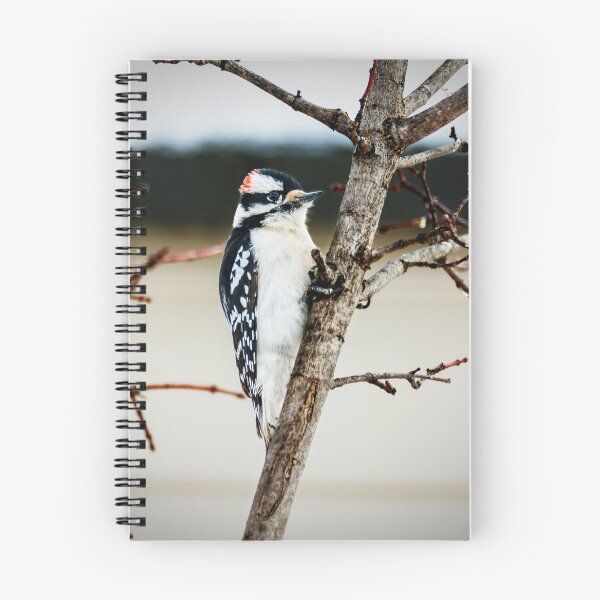 Item preview, Downy Woodpecker With a Tight Grip designed and sold by Debra Martz.