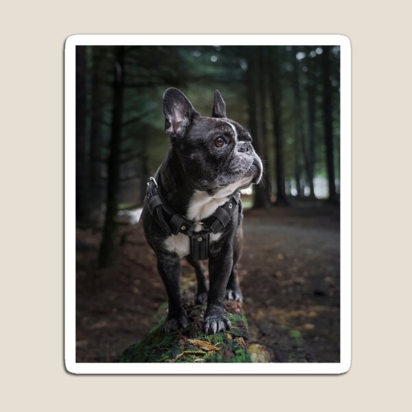 Item preview, French Bulldog Walking in the Woods designed and sold by VanGaldo.