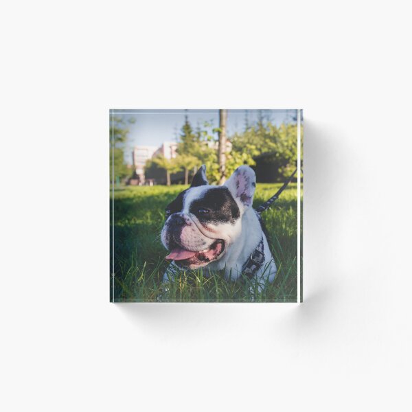 Item preview, French Bulldog Enjoys Playing  designed and sold by VanGaldo.