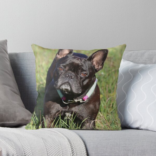 Item preview, Full Grown Black French Bulldog designed and sold by VanGaldo.
