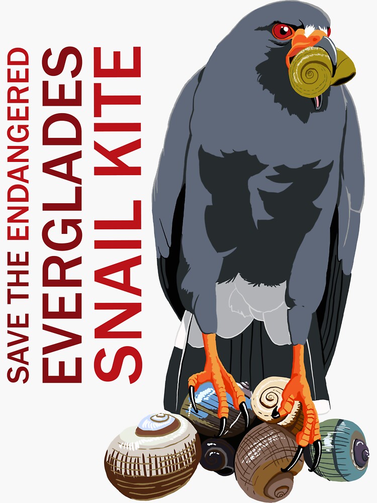 Thumbnail 3 of 3, Sticker, Save the Endangered Snail Kite (support the South Florida National Parks Trust) designed and sold by BennuBirdy.