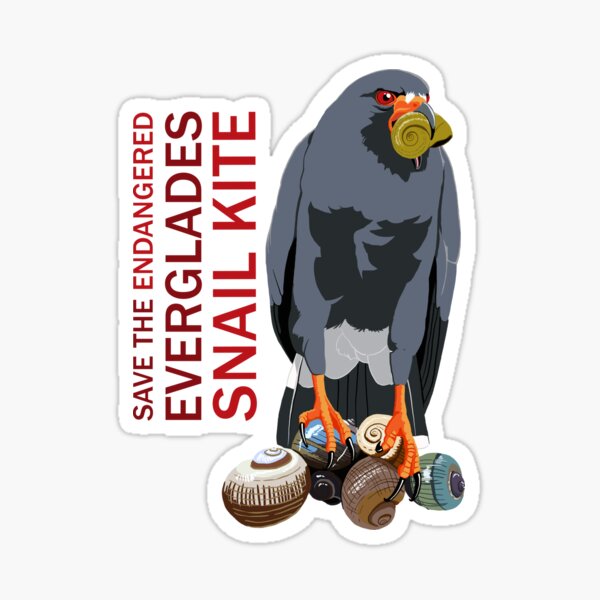 Save the Endangered Snail Kite (support the South Florida National Parks Trust) Sticker