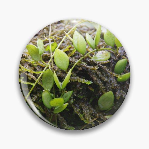 Item preview, Epiphytic Dischidia Growing on a Mossy Branch designed and sold by The Botanical Jason.