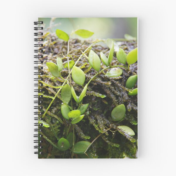 Item preview, Epiphytic Dischidia Growing on a Mossy Branch designed and sold by The Botanical Jason.