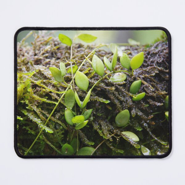 Item preview, Epiphytic Dischidia Growing on a Mossy Branch designed and sold by The Botanical Jason.