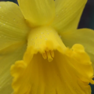 Artwork thumbnail, Spring Rain by Rebecca Gleffe