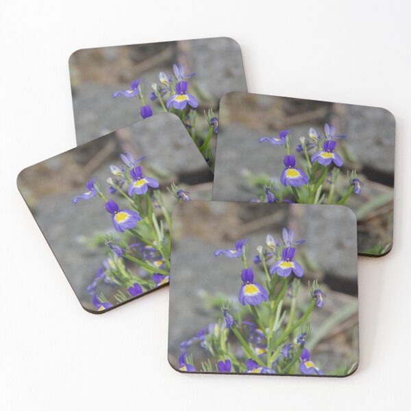 Item preview, Cascade Calico Flower (Downingia yina) Blooming in Eastern Washington designed and sold by The Botanical Jason.