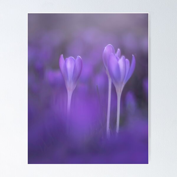 Item preview, Purple crocus designed and sold by Karima Deiss.