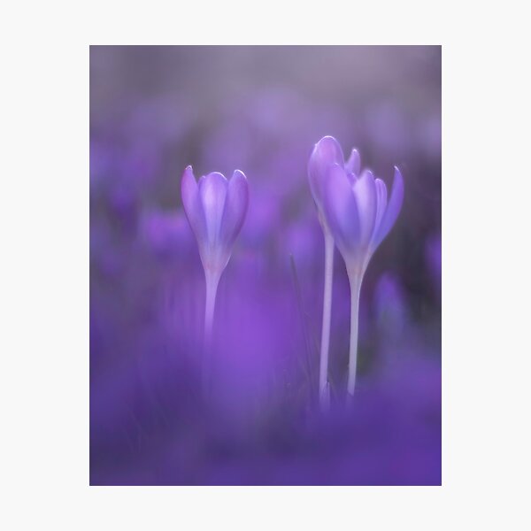 Item preview, Purple crocus designed and sold by Karima Deiss.