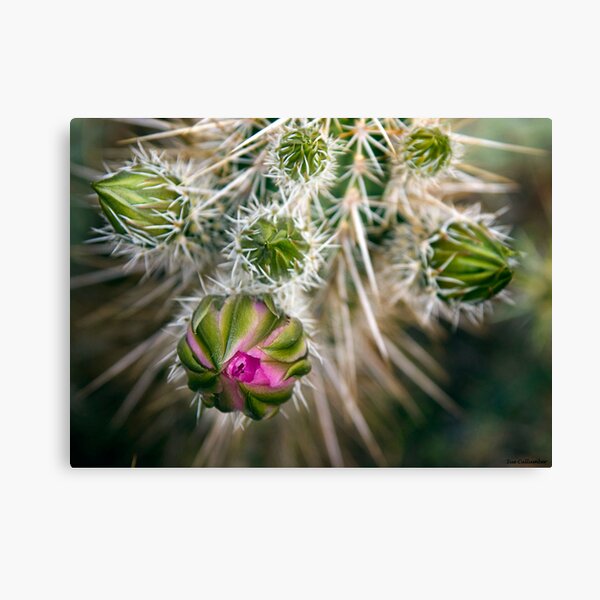 Desert Blooms Canvas Print