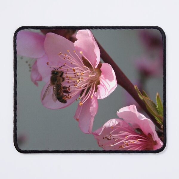 Item preview, Honey Bee On Open Peach Tree Blossom designed and sold by taiche.