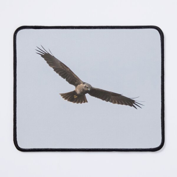 Item preview, Marsh Harrier designed and sold by LaurenTucker.