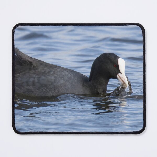 Item preview, Coot designed and sold by LaurenTucker.