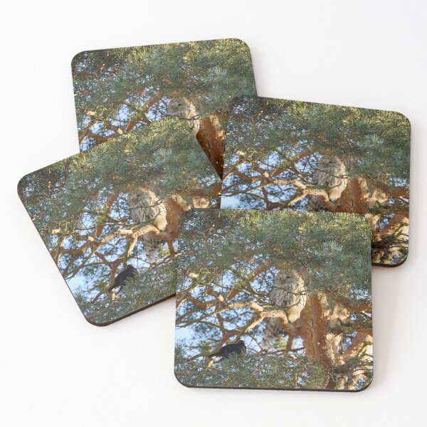 Item preview, Just a little nervous situation. Ural owl and Eurasian blackbird designed and sold by Jouko Lehto Photography.