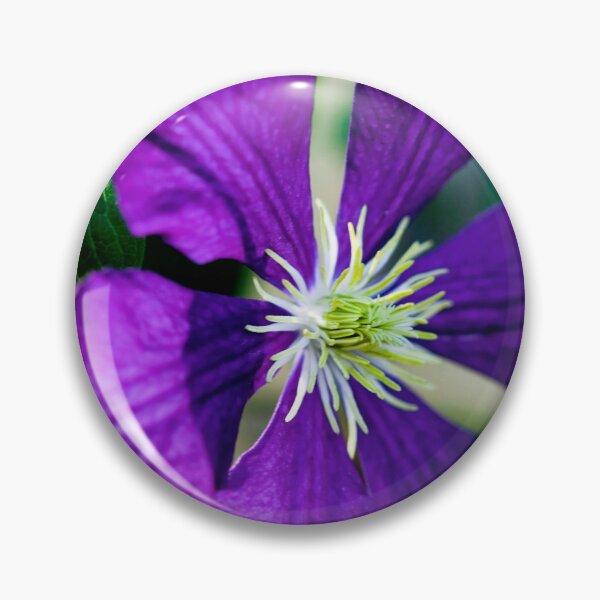 Item preview, Clematis Bloom Not Shy X100 designed and sold by RichFrancoCars.