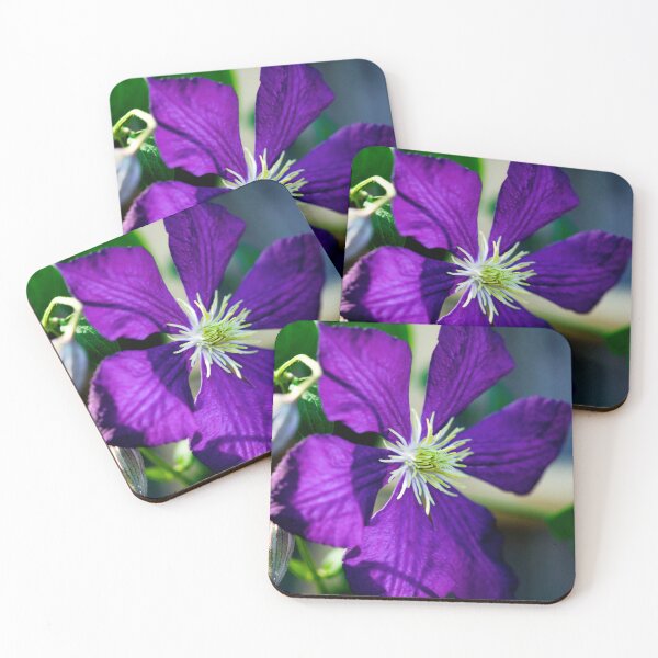 Item preview, Clematis Bloom Not Shy X100 designed and sold by RichFrancoCars.