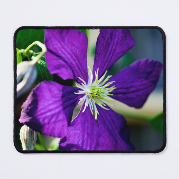 Item preview, Clematis Bloom Not Shy X100 designed and sold by RichFrancoCars.