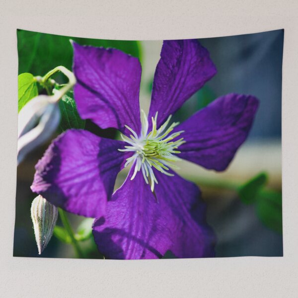 Item preview, Clematis Bloom Not Shy X100 designed and sold by RichFrancoCars.