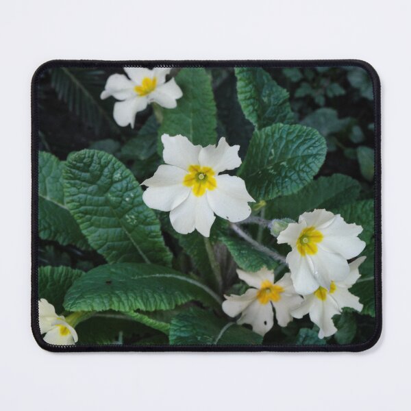 Item preview,  Wild Primrose ( Primula Vulgaris)2024 designed and sold by jasminewang.