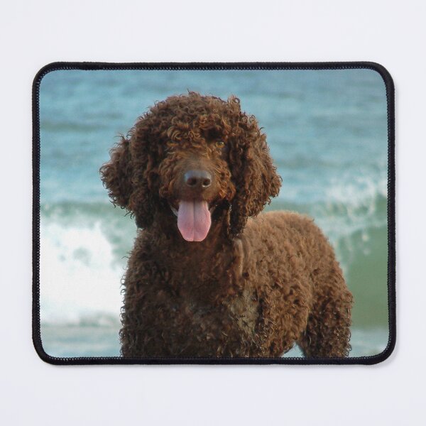 Item preview, Irish water spaniel enjoying the sea designed and sold by LorrieBee.