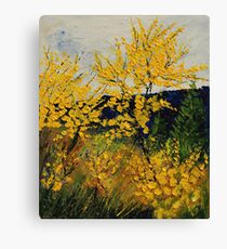 brooms shrubs Canvas Print