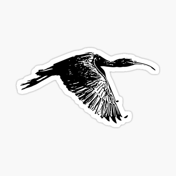 Item preview, Glossy Ibis Black Design  designed and sold by designsasstultd.