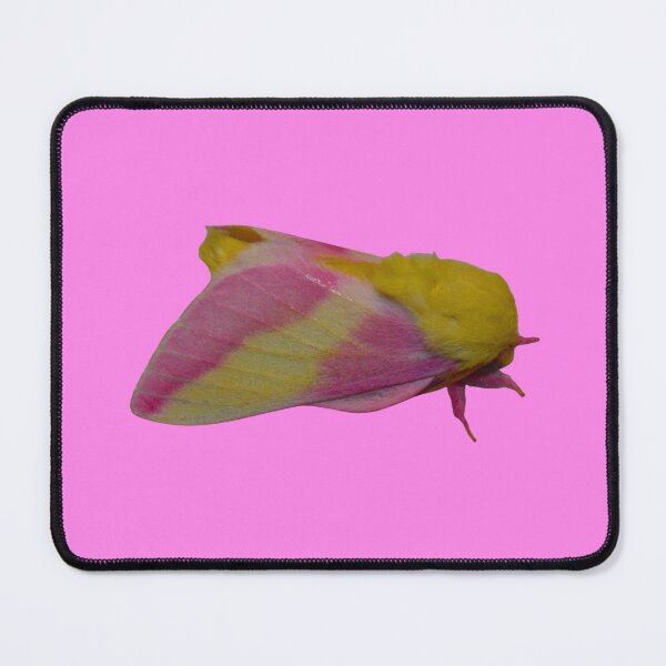 Item preview, Rosy Maple Moth (Dryocampa rubicunda) XL designed and sold by Entomologist.