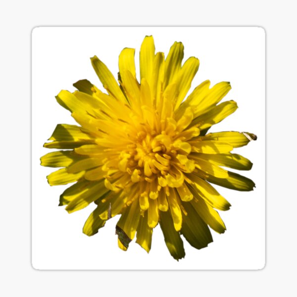 DandyLion Flower  Sticker