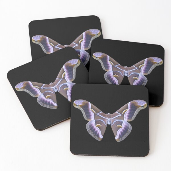 Item preview, Samia hybrid 'coppensi' (ricini x luzonica) designed and sold by Entomologist.