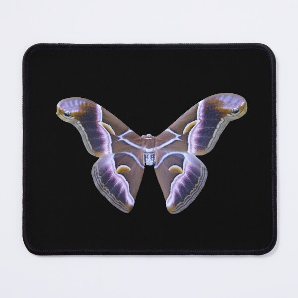 Item preview, Samia hybrid 'coppensi' (ricini x luzonica) designed and sold by Entomologist.