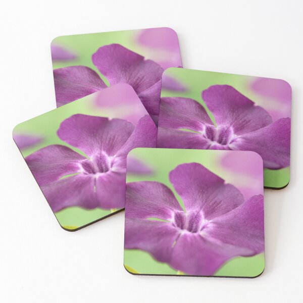 Item preview, Vinca minor  'Atropurpurea'   AGM  Dark purple-flowered periwinkle  Syn.  Vinca minor 'Purpurea'  Vinca minor 'Rubra'   designed and sold by Chris Burrows.
