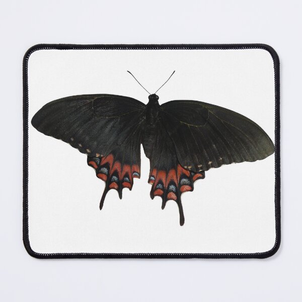Item preview, Magnificient Swallowtail: Papilio garamas designed and sold by Entomologist.