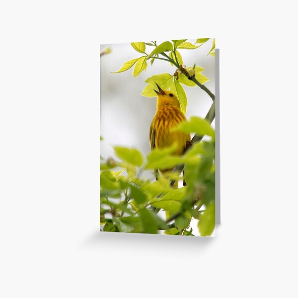 Item preview, Yellow Warbler Bird Singing designed and sold by Outside Your Box.