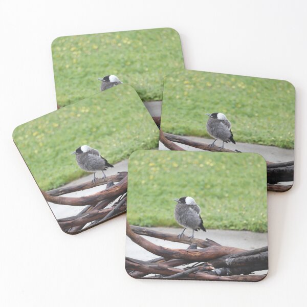 Item preview, Young Australian Magpie Photograph designed and sold by L. E. Morgan.