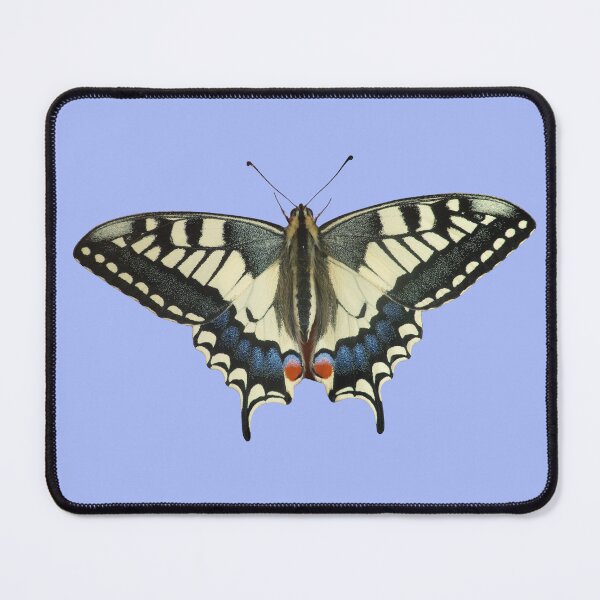 Item preview, Papilio machaon / Old world swallowtail by Bart Coppens designed and sold by Entomologist.
