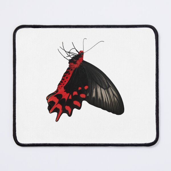 Item preview, Batwing / Atrophaneura semperi designed and sold by Entomologist.