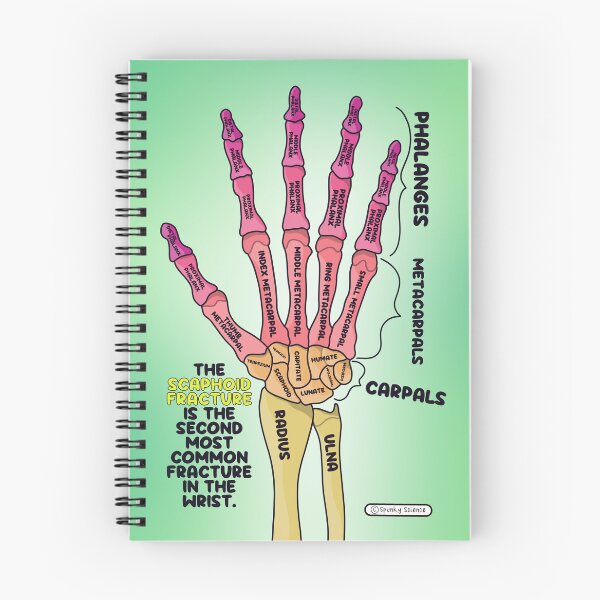 Item preview, Hand Anatomy  designed and sold by Spunky Science.